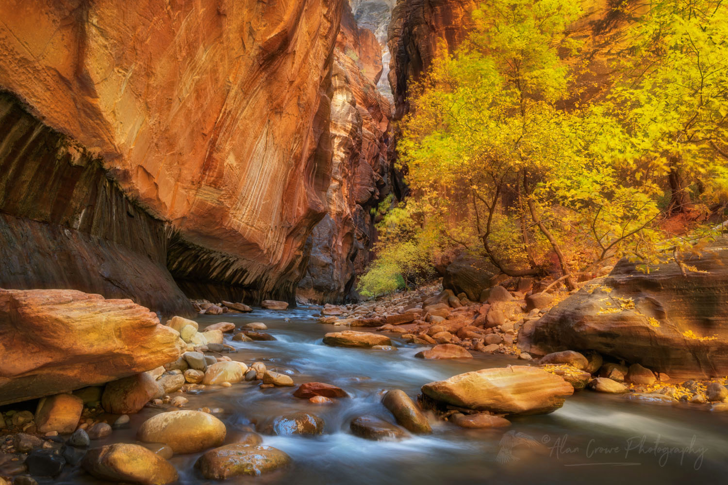 Fall color in Zion Canyon Narrows Zion National Park Utah #76929or
