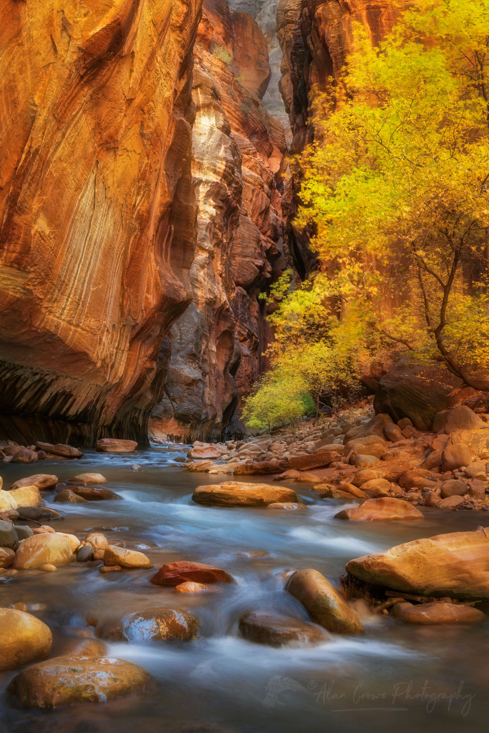 Fall color in Zion Canyon Narrows Zion National Park Utah #76930or