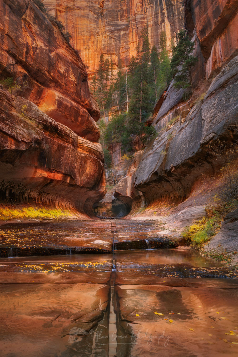 Entrance to the Subway Left Fork North Creek, Zion National Park Utah #76893or