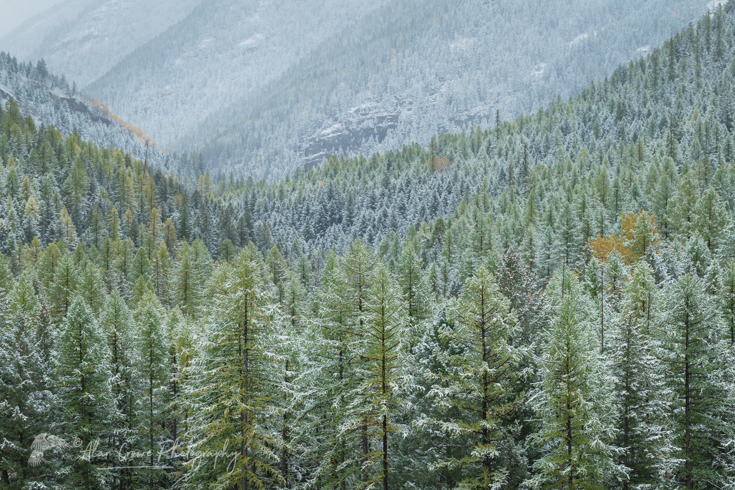 Autumn snow along the Middle Fork Flathead River. Glacier National Park, Montana #87377