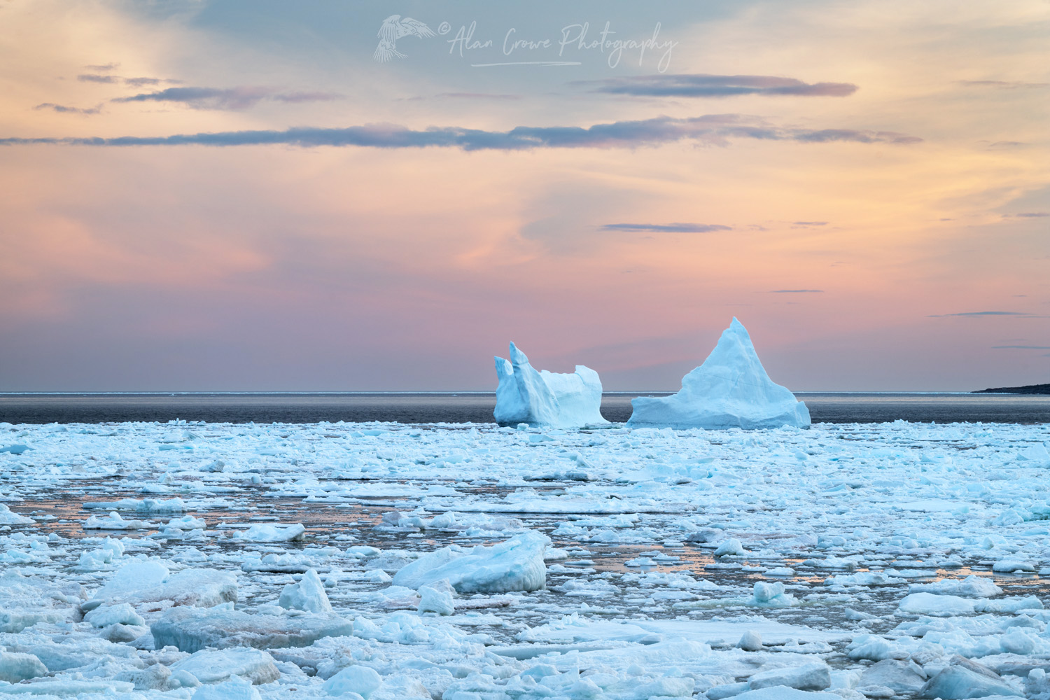 Iceberg and pack ice in the Strait of Belle Isle, glowing in evening light. South coast of Labrador. Newfoundland and Labrador, Canada #80294