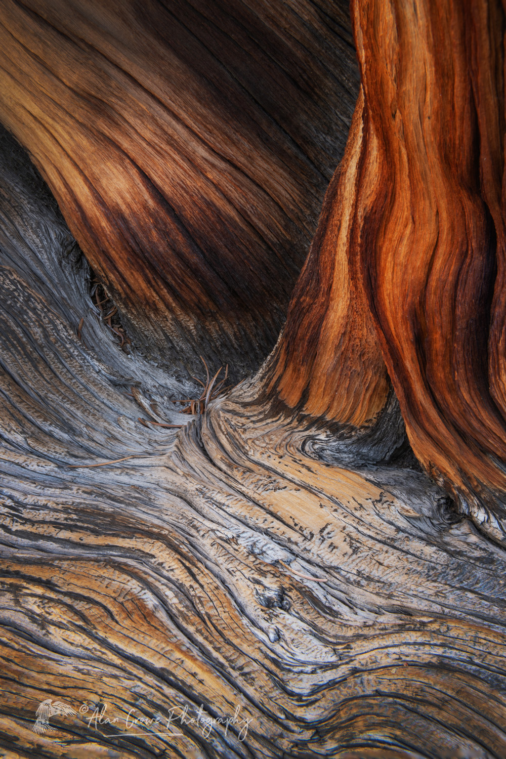 Abstract patterns in detail of Bristlecone Pine (Pinus longaeva) wood. Great Basin National Park, Nevada #84523