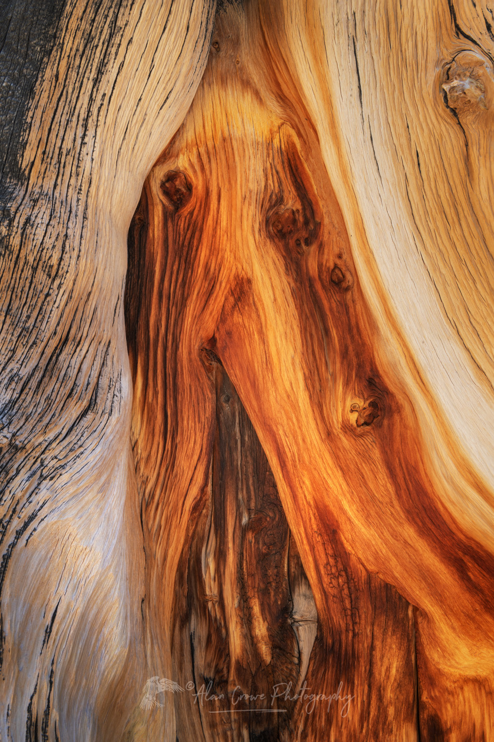 Abstract patterns in detail of Bristlecone Pine (Pinus longaeva) wood. Great Basin National Park, Nevada #84556