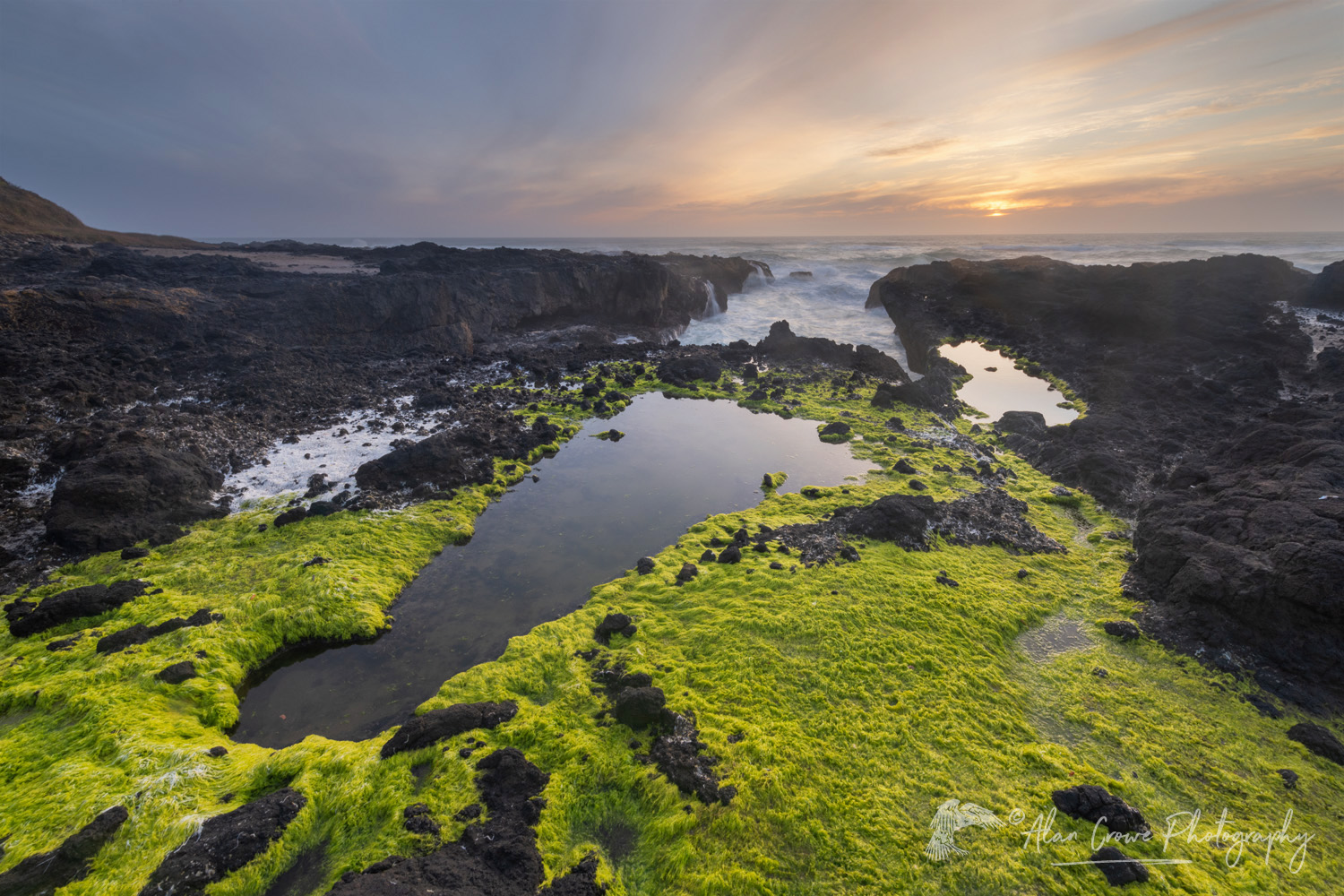 Tidepools and sea moss at sunset, on the rocky lava coast of Cape Perpetua, Oregon #83211
