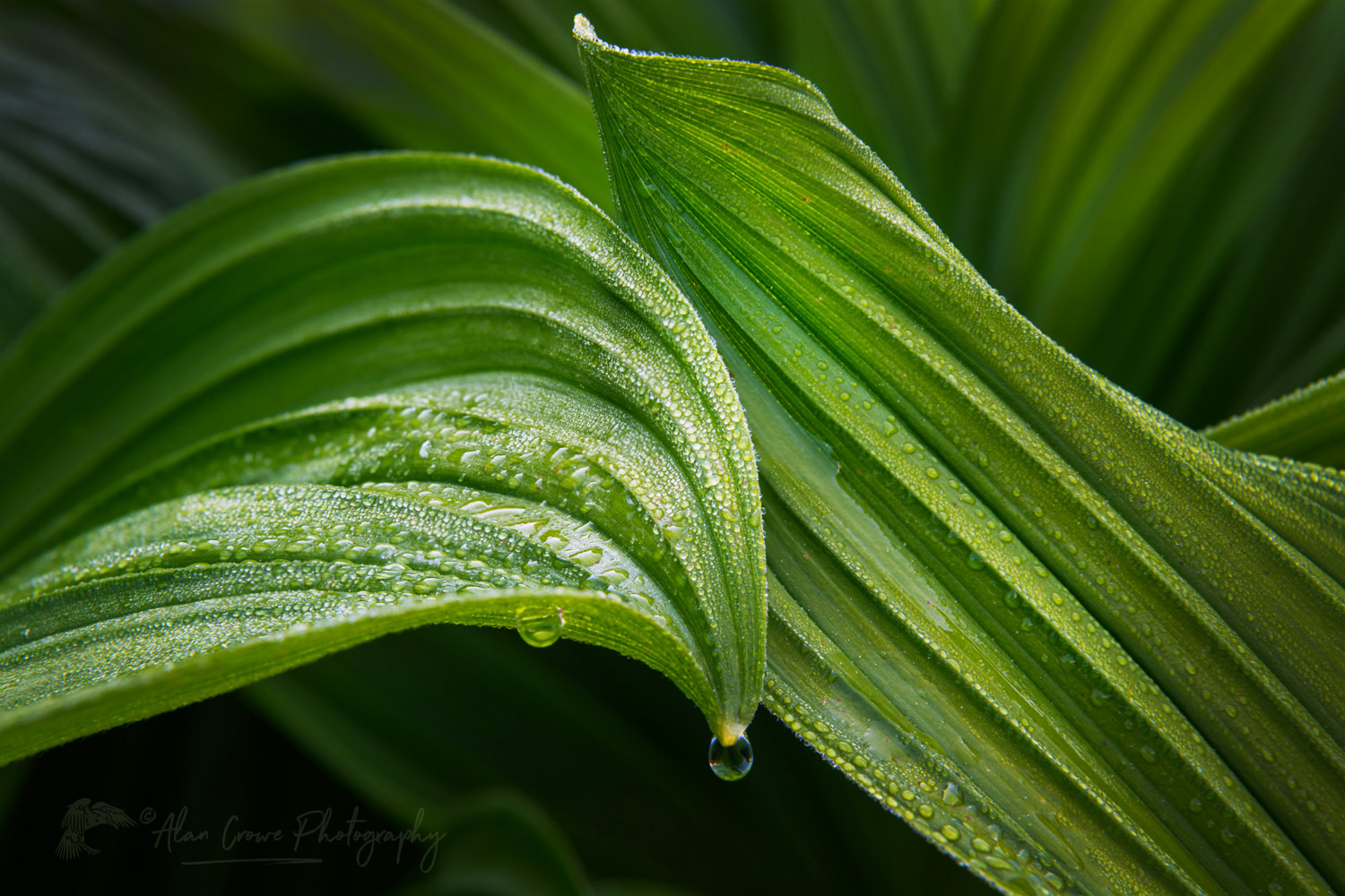 False Hellebore or Corn Lily (Veratrum viride) Mount Baker Wilderness. Mt. Baker-Snoqualmie National Forest, North Cascades, Washington #85946