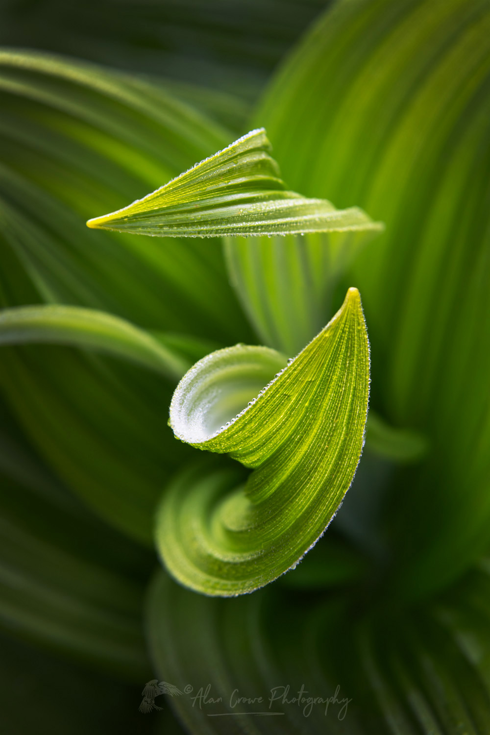 False Hellebore or Corn Lily (Veratrum viride) Mount Baker Wilderness. Mt. Baker-Snoqualmie National Forest, North Cascades, Washington #85956