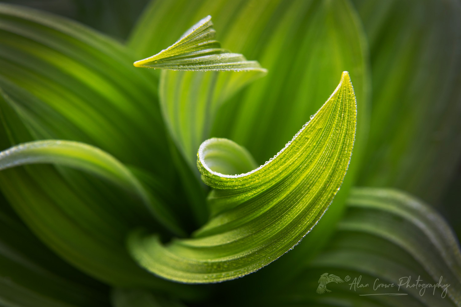 False Hellebore or Corn Lily (Veratrum viride) Mount Baker Wilderness. Mt. Baker-Snoqualmie National Forest, North Cascades, Washington #85964