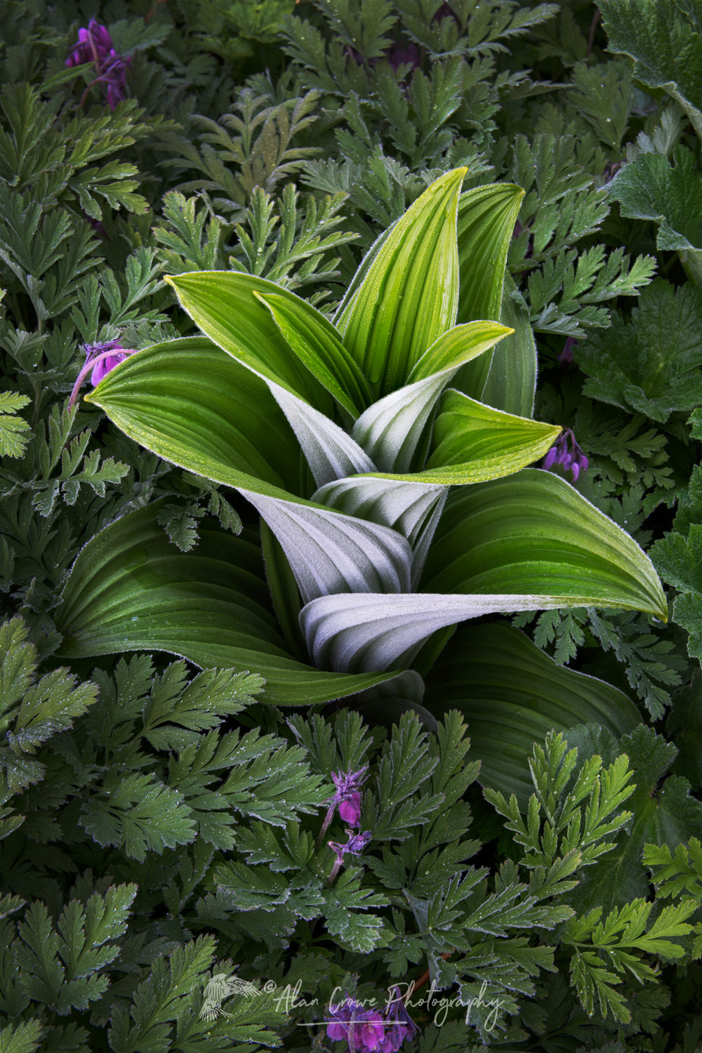 False Hellebore or Corn Lily (Veratrum viride) and Pacific Bleeding Heart (Dicentra formosa) in the Mount Baker Wilderness. Mt. Baker-Snoqualmie National Forest North Cascades Washington #85978