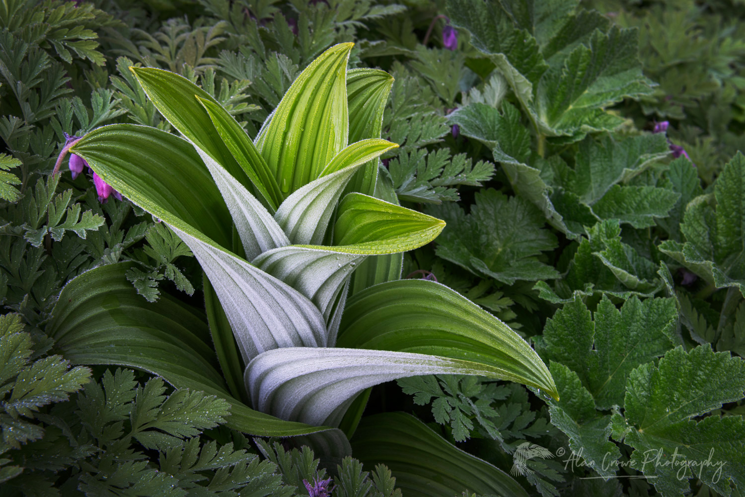 False Hellebore or Corn Lily (Veratrum viride) and Pacific Bleeding Heart (Dicentra formosa) in the Mount Baker Wilderness. Mt. Baker-Snoqualmie National Forest North Cascades Washington #85984