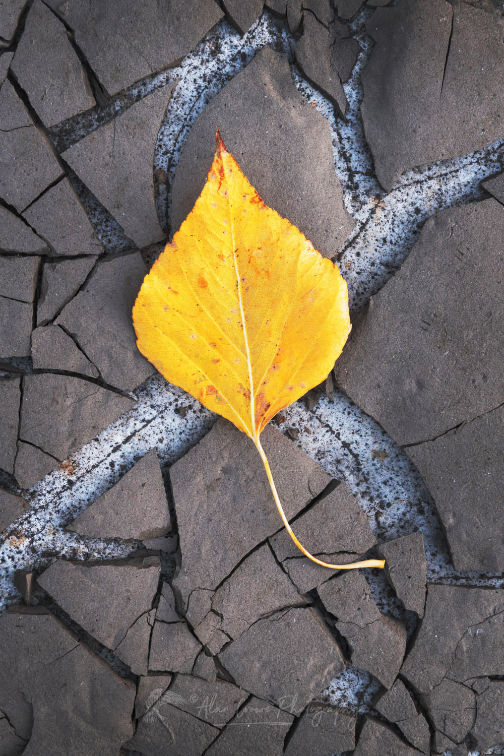 Cottonwood leaf on cracked mud along the Methow River near Mazama Washington #78721