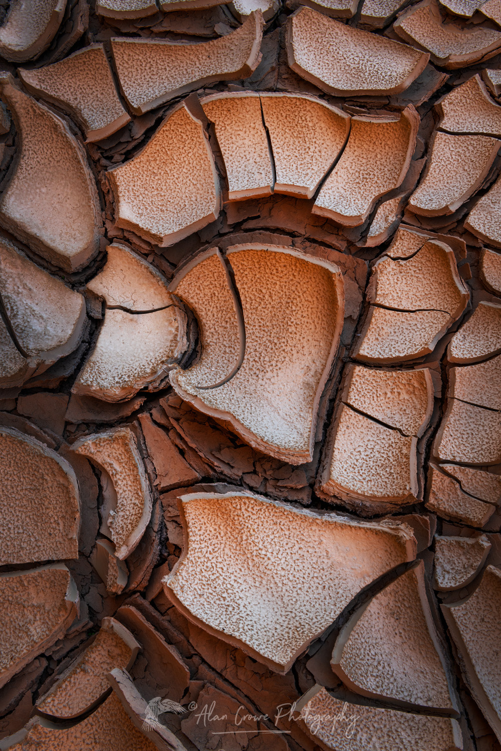 Cracked mud patterns in Harris Wash Grand Staircase-Escalante National Monument Utah #84618