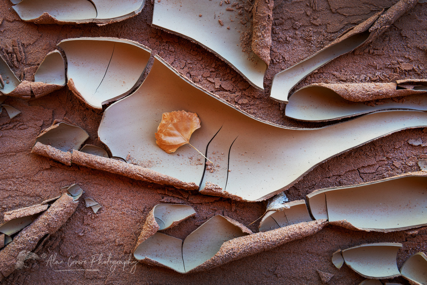 Cracked mud patterns in Harris Wash Grand Staircase-Escalante National Monument Utah #84621