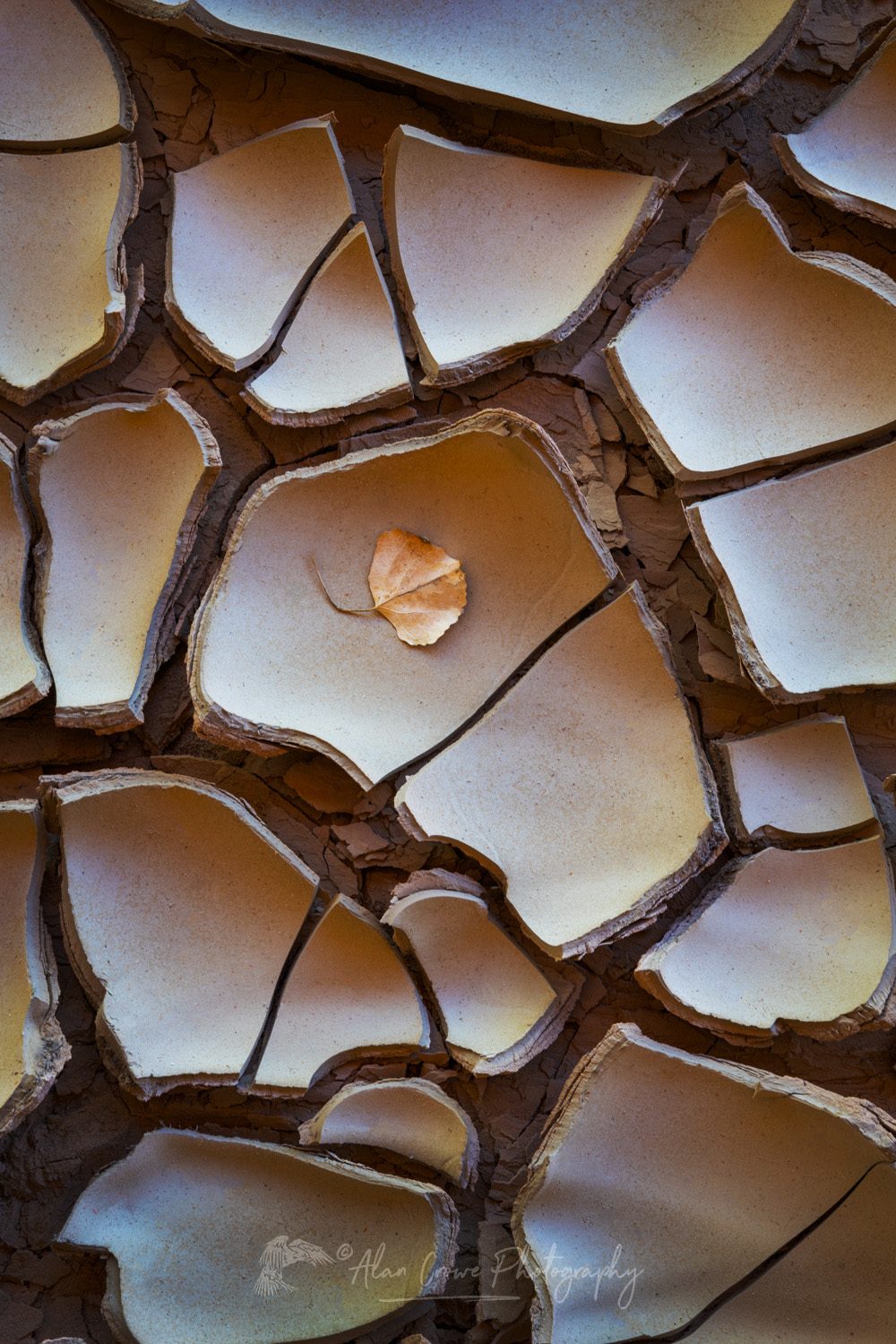 Cracked mud patterns in Harris Wash Grand Staircase-Escalante National Monument Utah #84624