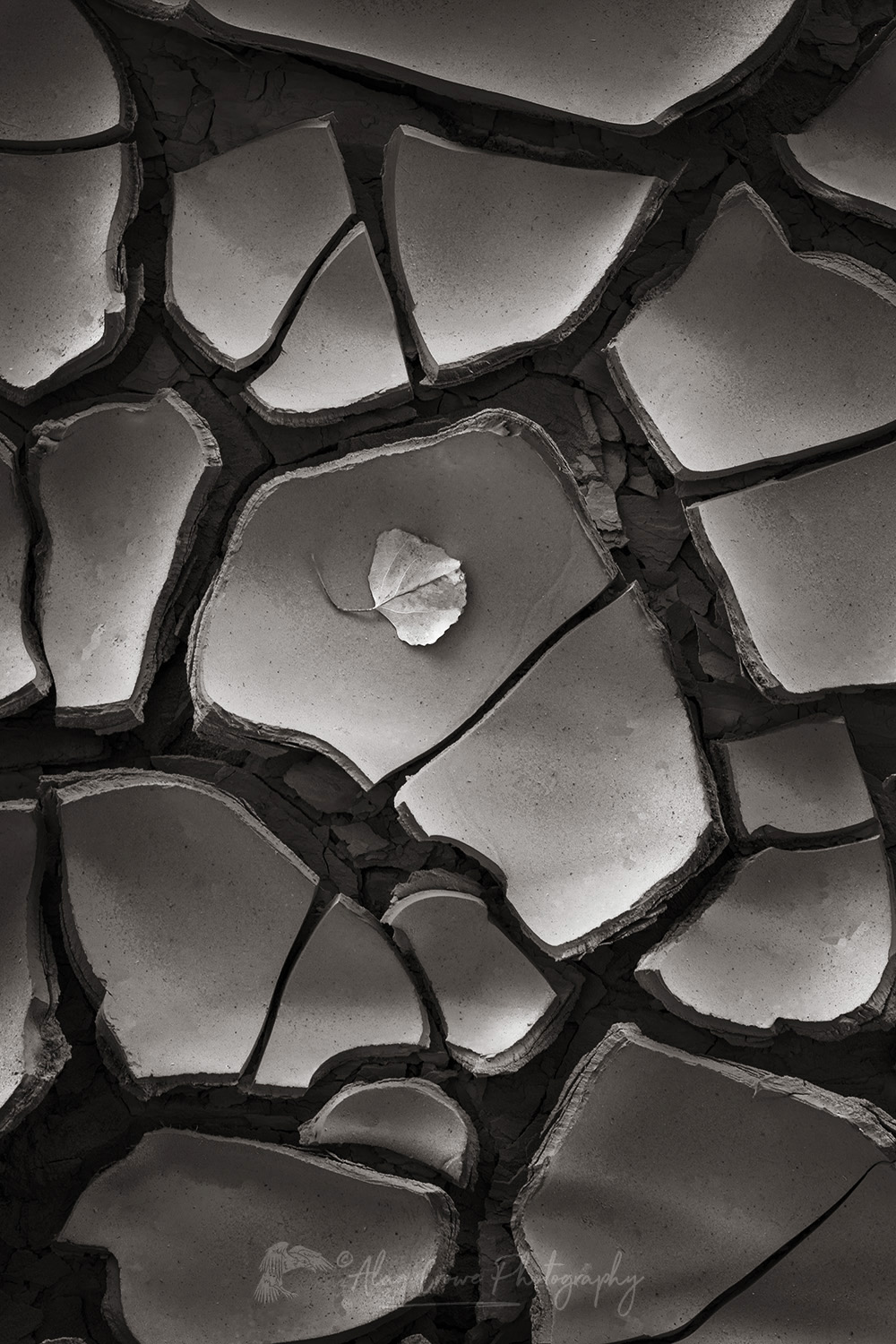 Cracked mud patterns in Harris Wash Grand Staircase-Escalante National Monument Utah #84624bw
