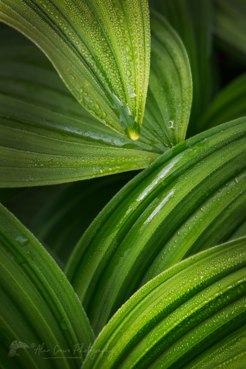 False Hellebore or Corn Lily (Veratrum viride) Mount Baker Wilderness. Mt. Baker-Snoqualmie National Forest North Cascades Washington #85920