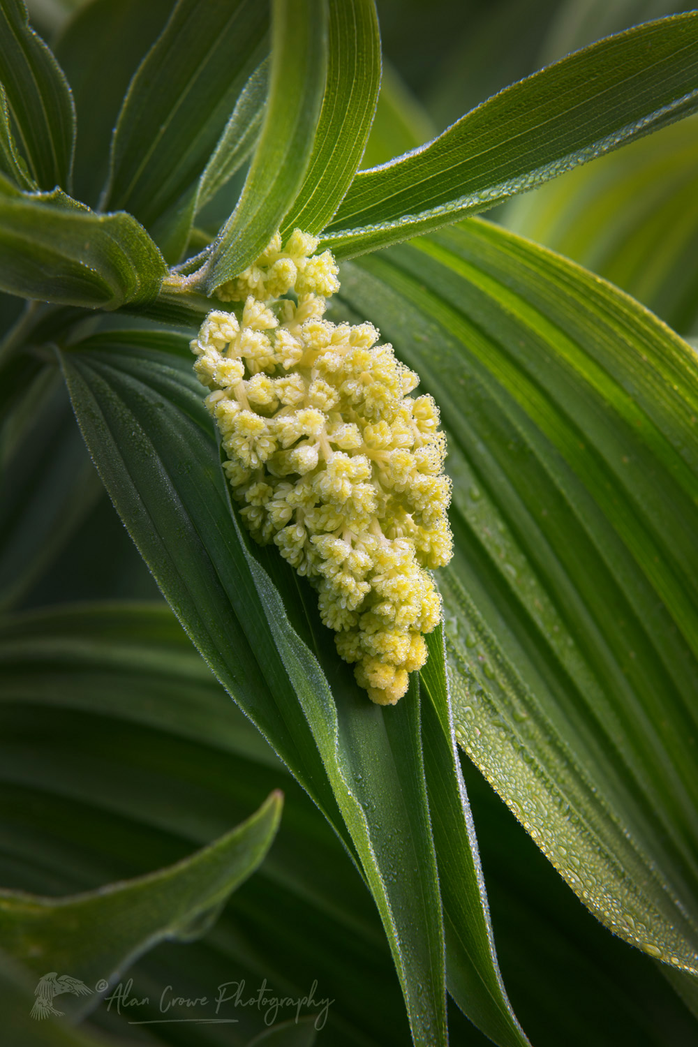 False Soloman's Seal (Maianthemum racemosum) and False Hellebore or Corn Lily (Veratrum viride), Mount Baker Wilderness. Mt. Baker-Snoqualmie National Forest, North Cascades, Washington #85912