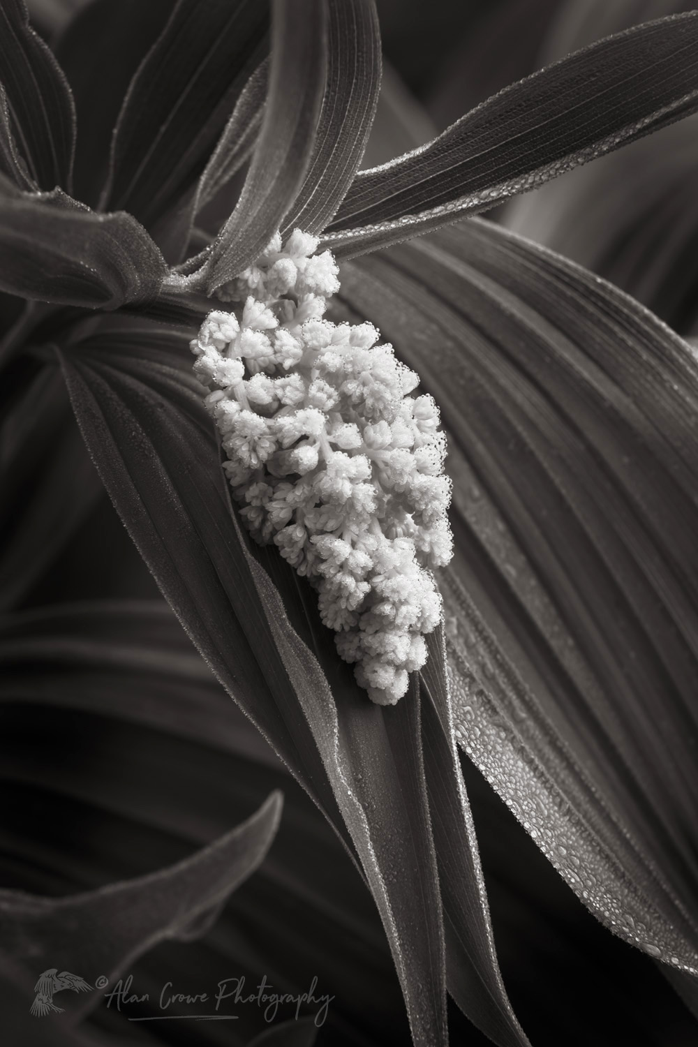 False Soloman's Seal (Maianthemum racemosum) and False Hellebore or Corn Lily (Veratrum viride) Mount Baker Wilderness. Mt. Baker-Snoqualmie National Forest North Cascades Washington #85912bw