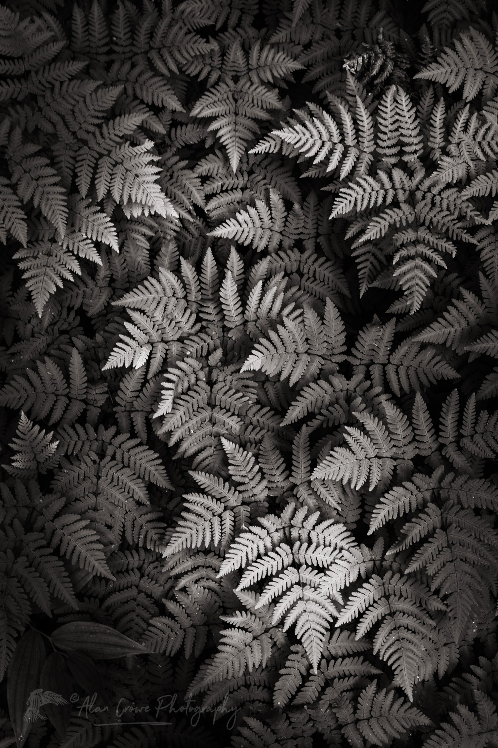 Oak Fern (Gymnocarpium dryopteris) Glacier National Park British Columbia #86049bw
