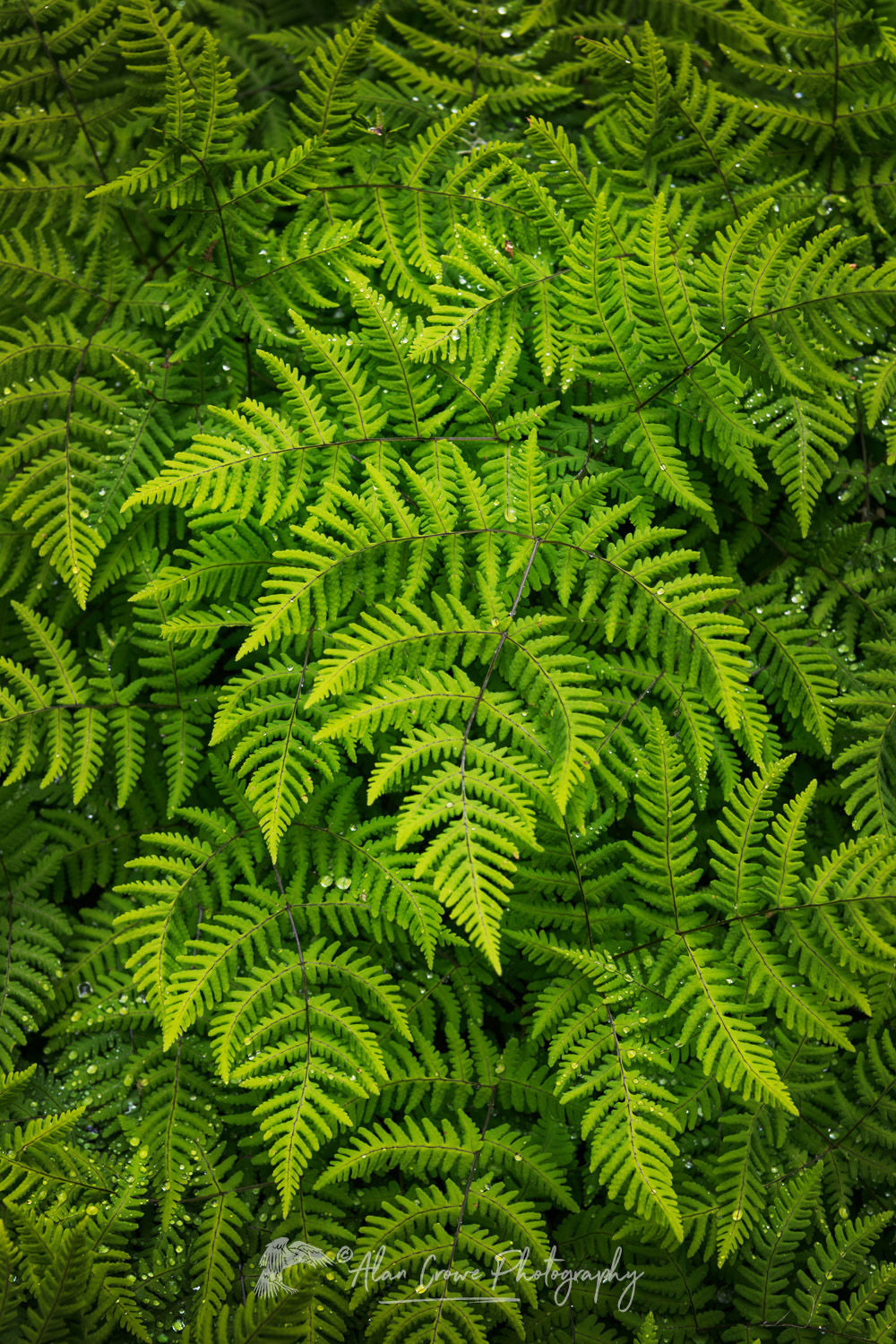 Oak Fern (Gymnocarpium dryopteris) Glacier National Park British Columbia #86076