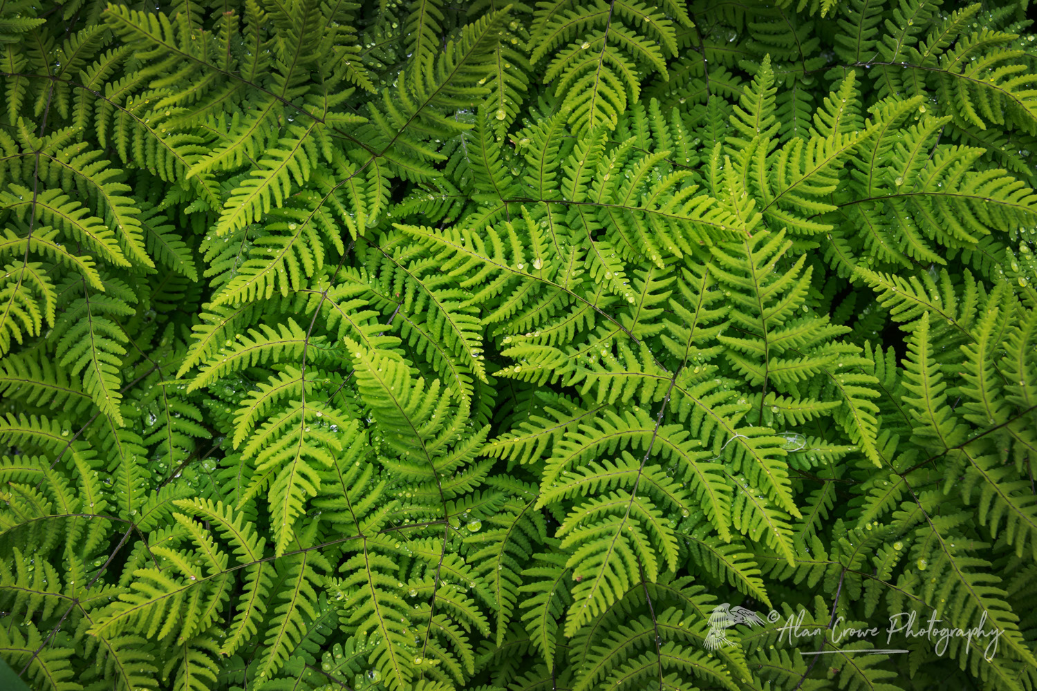 Oak Fern (Gymnocarpium dryopteris) Glacier National Park, British Columbia #86080