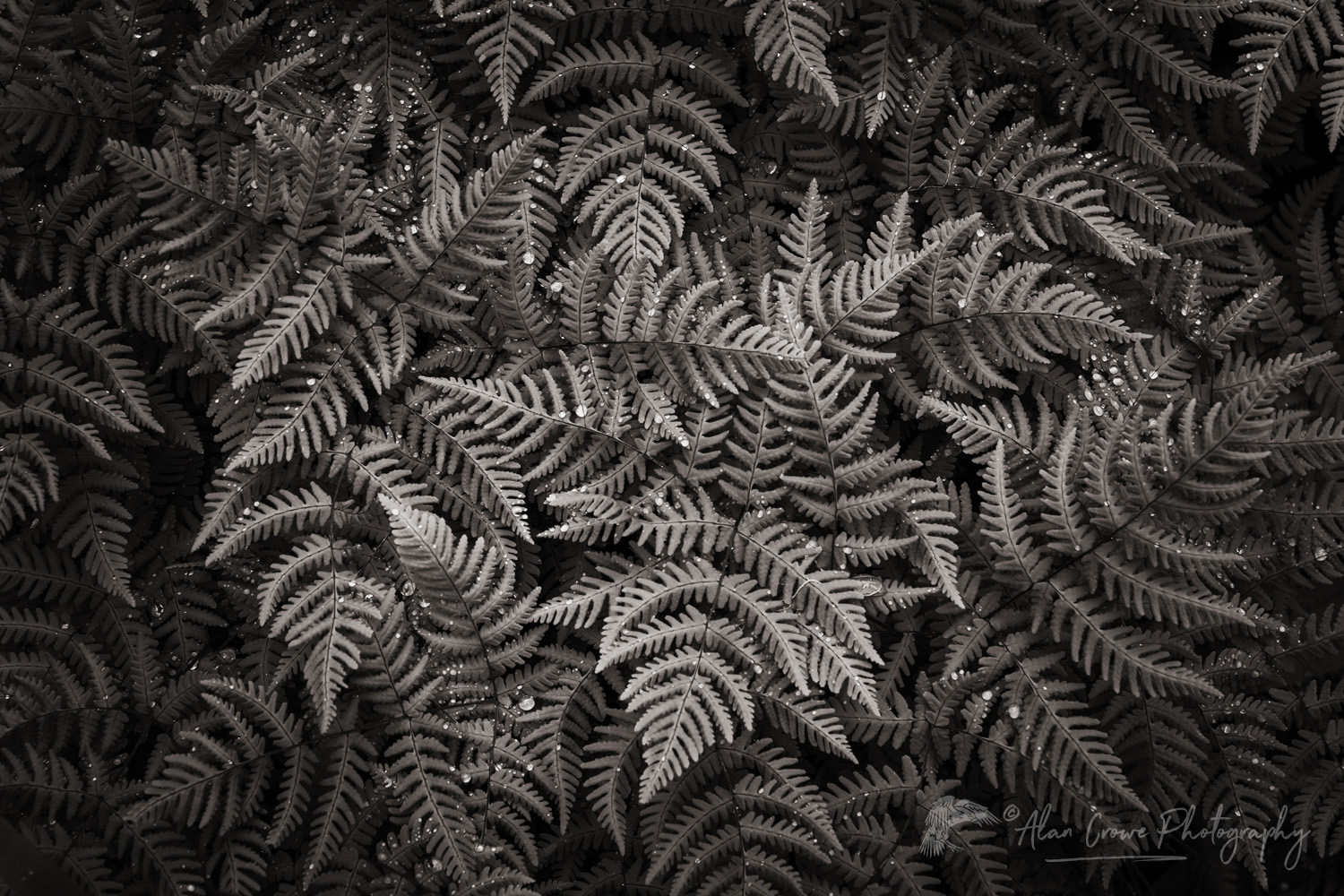 Oak Fern (Gymnocarpium dryopteris) Glacier National Park British Columbia #86081bw