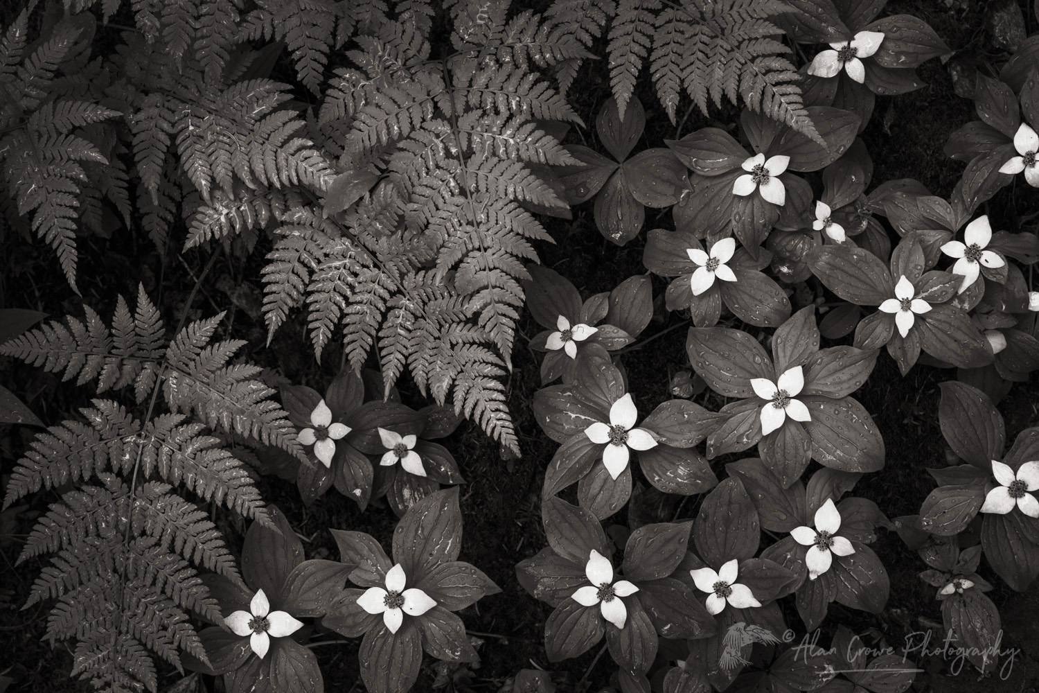 Bunchberry (Cornus canadensis) and Oak Fern (Gymnocarpium dryopteris) Glacier National Park British Columbia #86050bw
