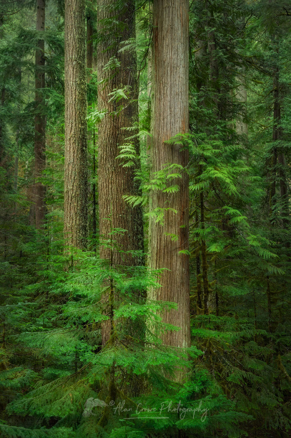 North Cascades old-growth forest consisting of Western Red Cedar, Douglas Fir, and Western Hemlock. Mt. Baker-Snoqualmie National Forest, Washington #77662or
