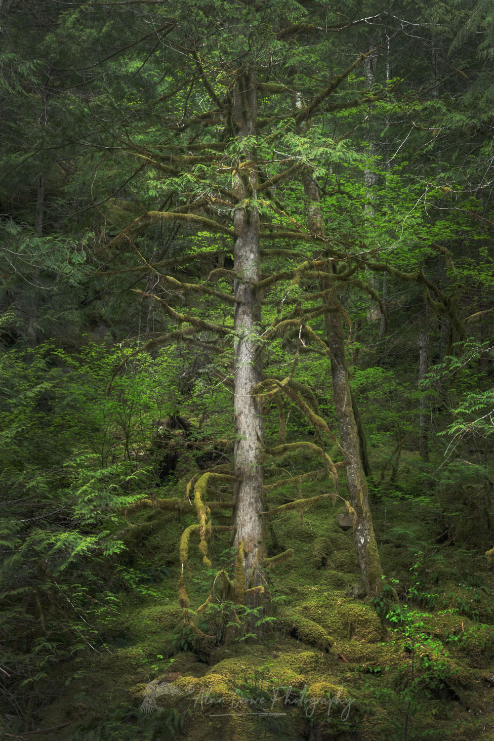 Old growth forest along Stetattle Creek, North Cascades National Park, Washington #77798