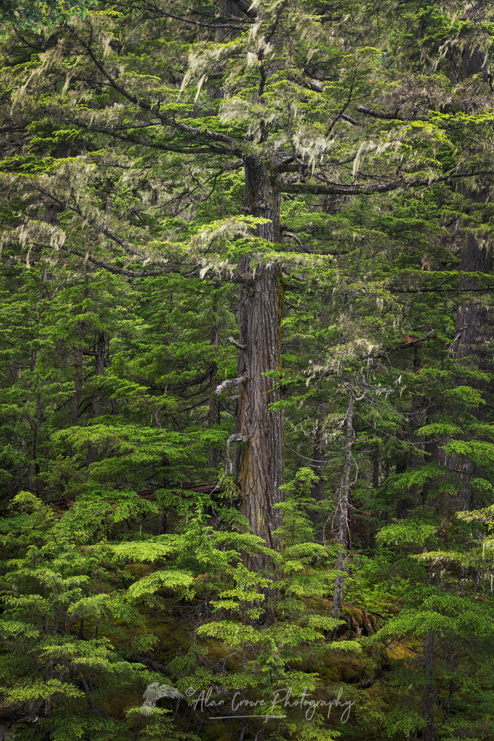 Old-Growth forest, Glacier National Park , Selkirk Mountains, British Columbia #86088