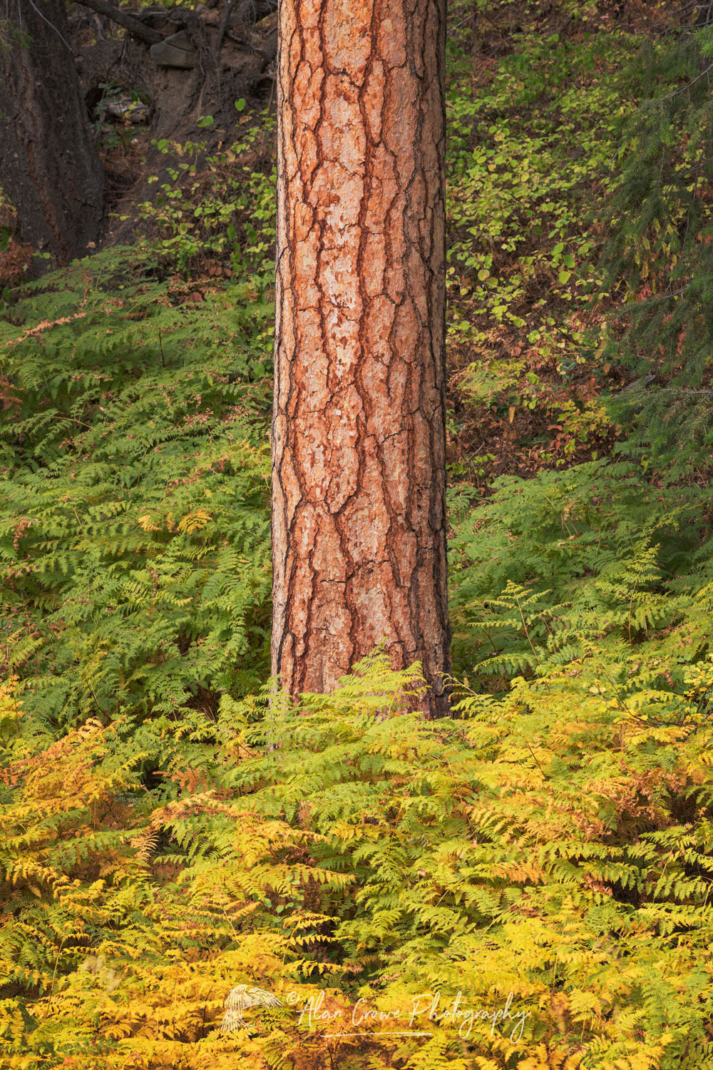 Ponderosa Pine and ferns in fall color. North Cascades Washington #78839