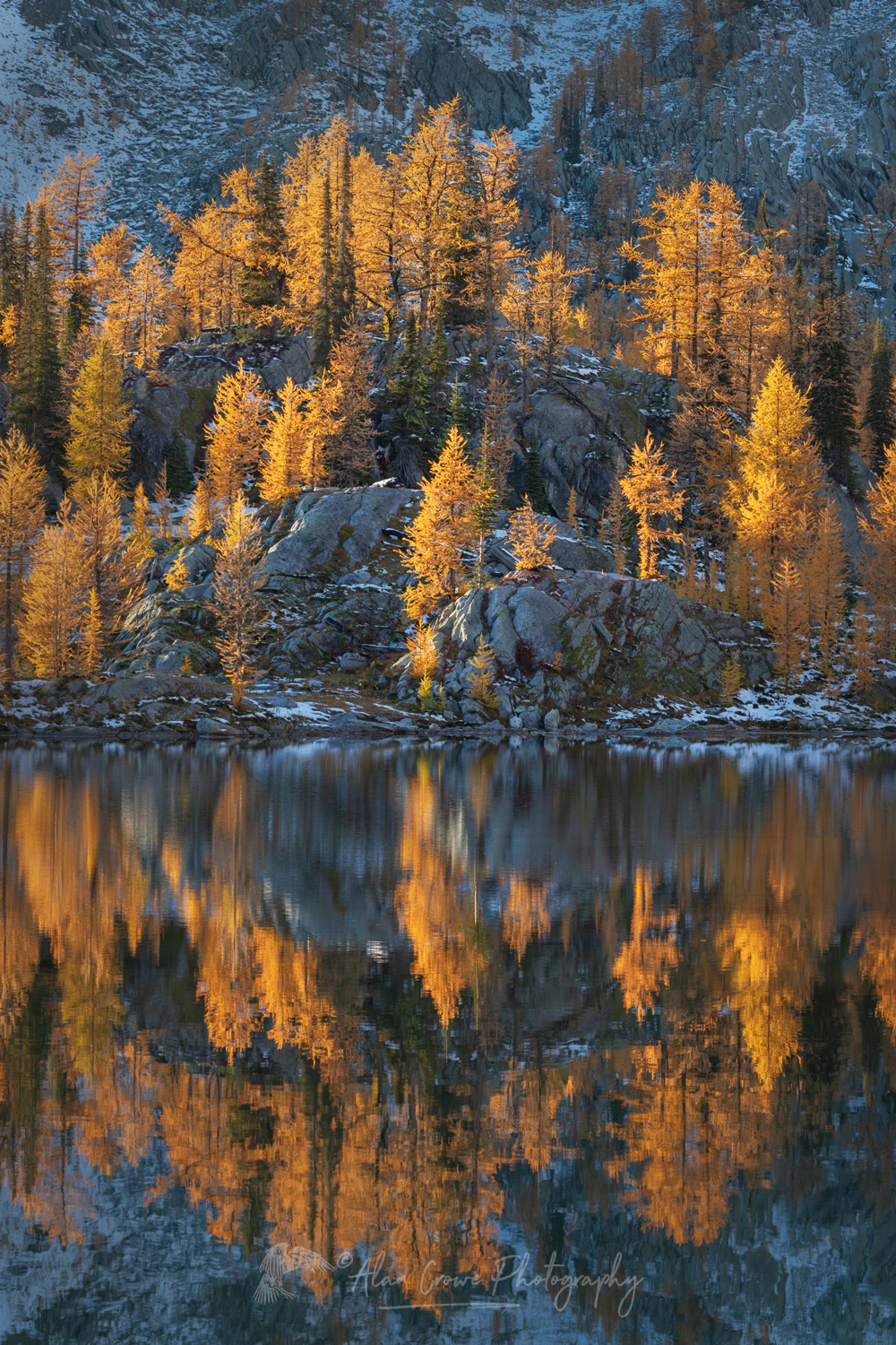 Alpine Larches (Larix lyallii) in peak fall color reflected in lake in Monica Meadows. Purcell Mountains British Columbia Canada #81409