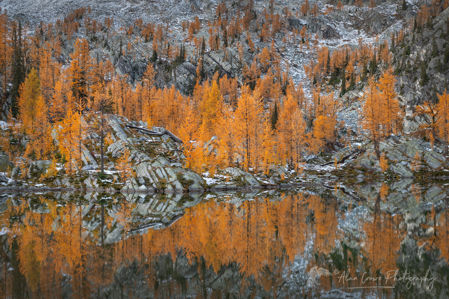 Alpine Larches (Larix lyallii) in peak fall color reflected in a lake in Monica Meadows. Purcell Mountains British Columbia Canada #81430
