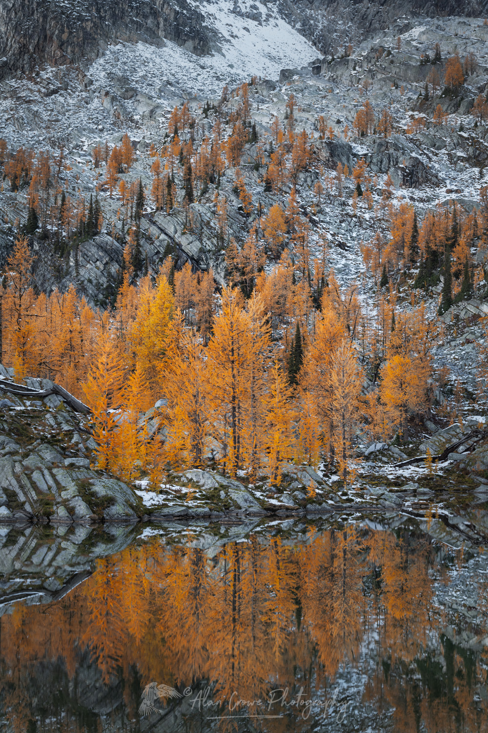 Alpine Larches (Larix lyallii) in peak fall color reflected in a lake in Monica Meadows. Purcell Mountains British Columbia Canada #81435