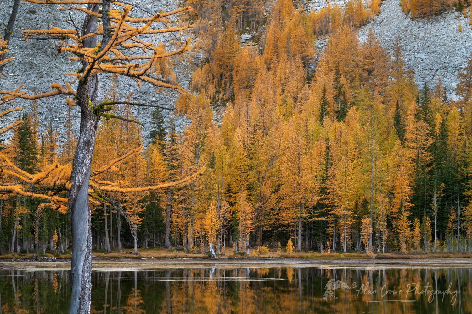Subalpine Larches (Larix lyallii) displaying golden autumn foliage at Crater Lakes, along the Sawtooth Crest. North Cascades Washington #87228