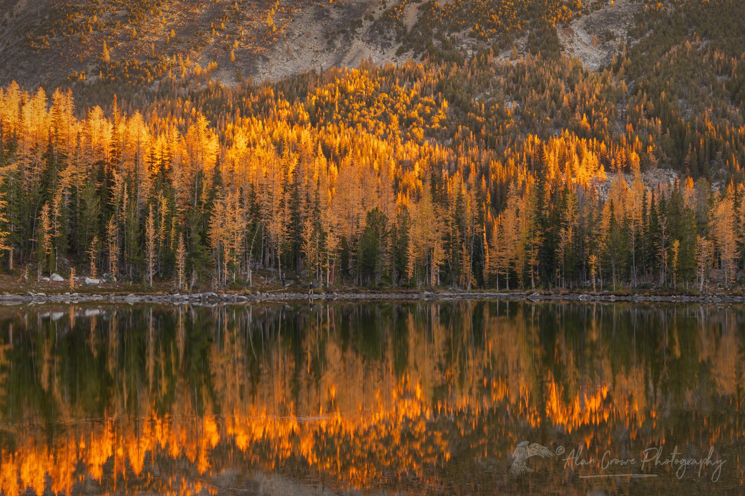 Subalpine Larches (Larix lyallii) displaying golden autumn foliage at Crater Lakes, along the Sawtooth Crest. North Cascades Washington #87309