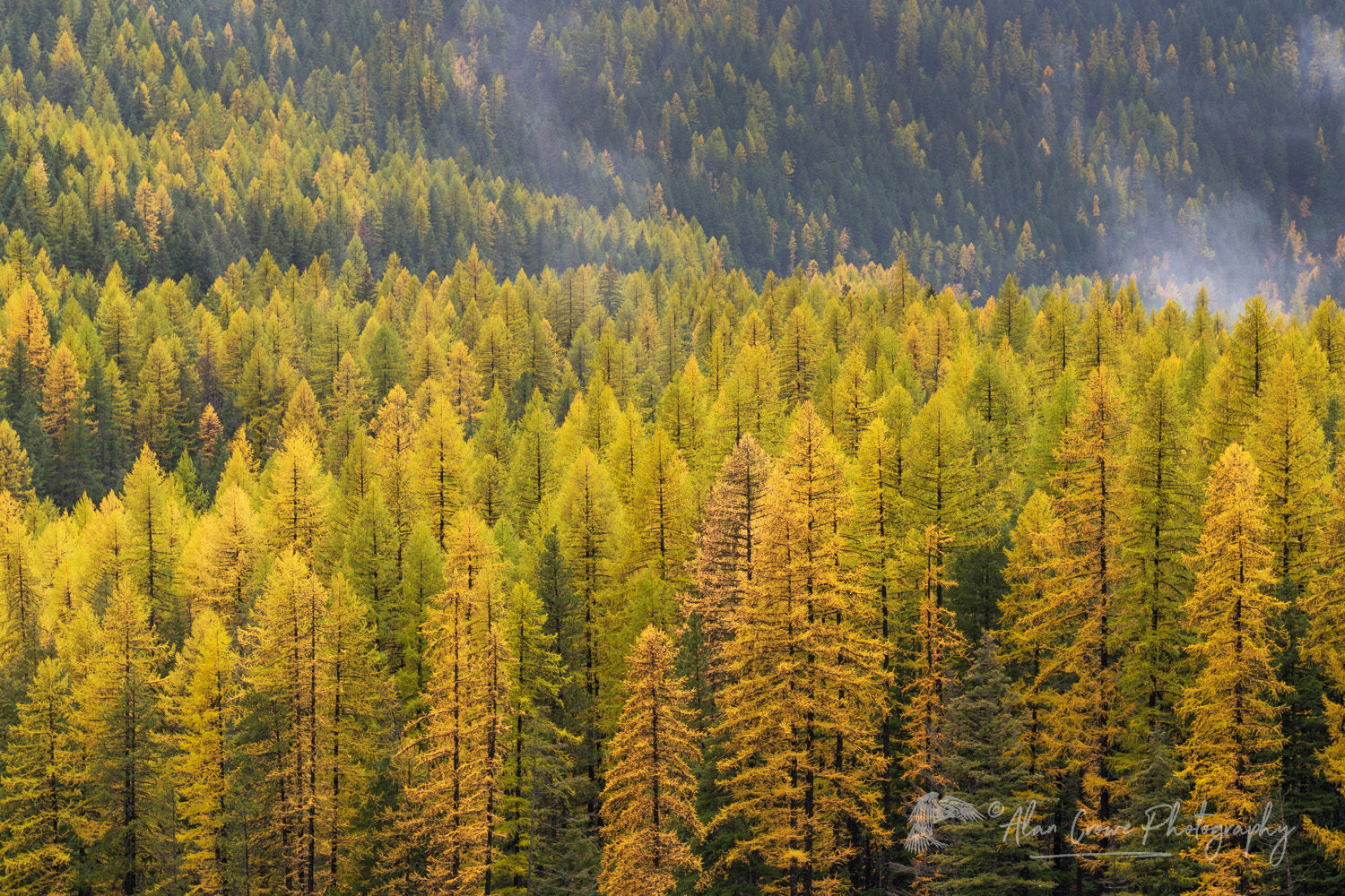 Western Larches (Larix occidentalis) in autumn foliage. Glacier National Park, Montana #87575