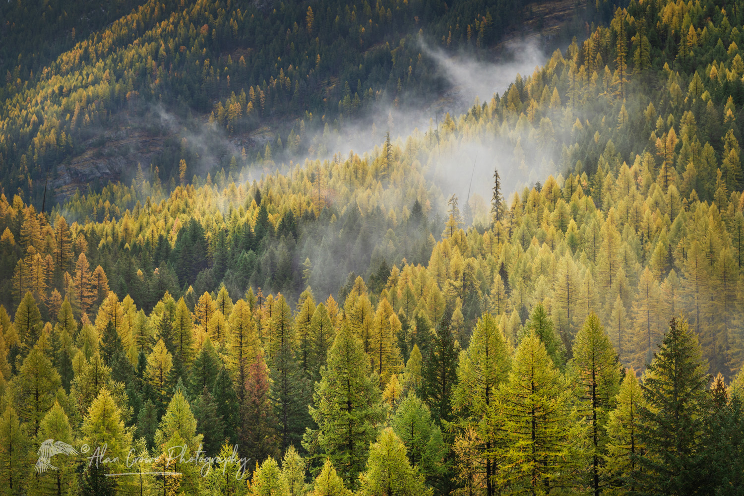 Western Larches (Larix occidentalis) in autumn foliage. Glacier National Park, Montana #87668