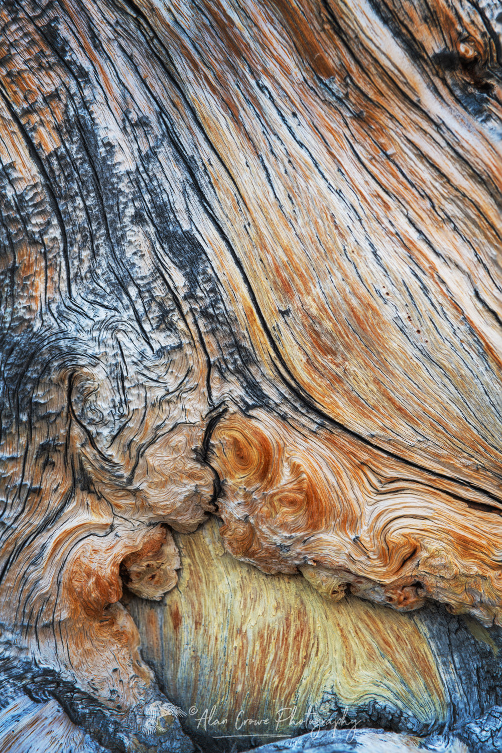 Detail of a large, twisted, and weathered Whitebark Pine snag at Sawtooth Lake. Sawtooth Wilderness, Idaho #83591