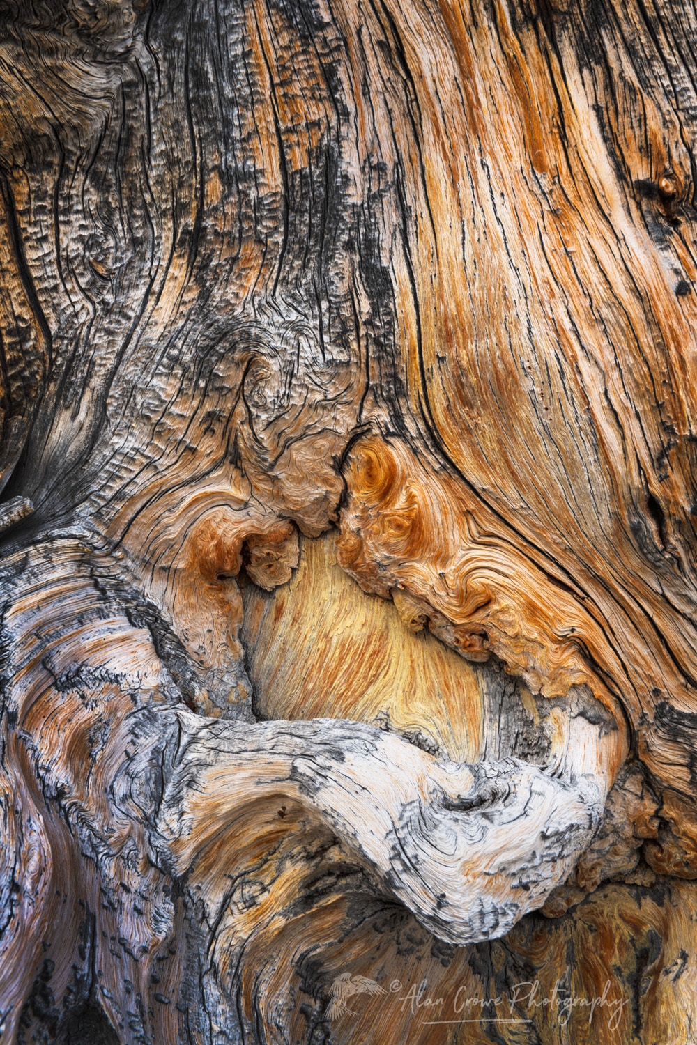 Detail of a large, twisted, and weathered Whitebark Pine snag at Sawtooth Lake. Sawtooth Wilderness, Idaho #83599