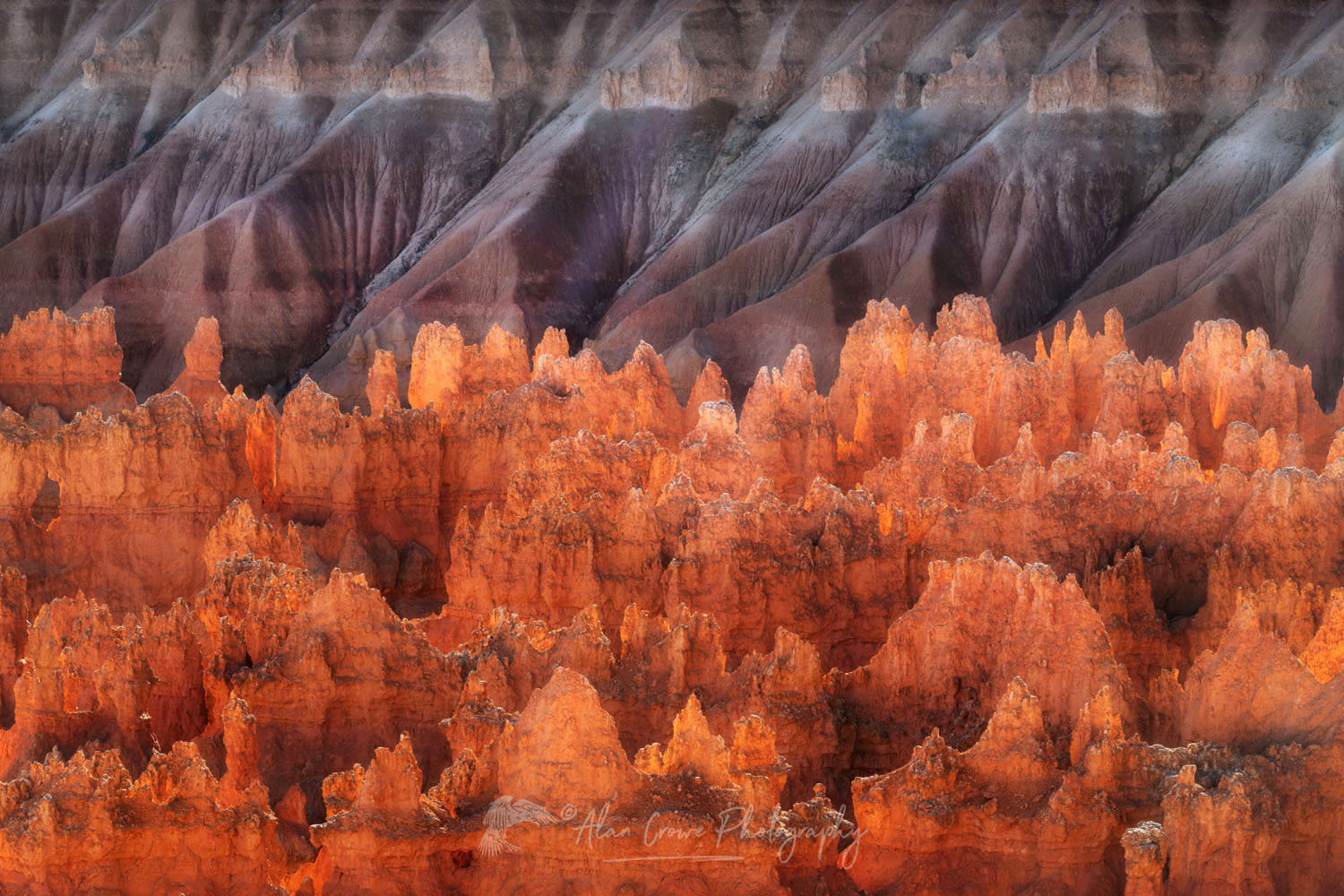 View of colorful hoodoos of the Silent City seen from Sunrise Point, Bryce Canyon National Park, Utah #76419or