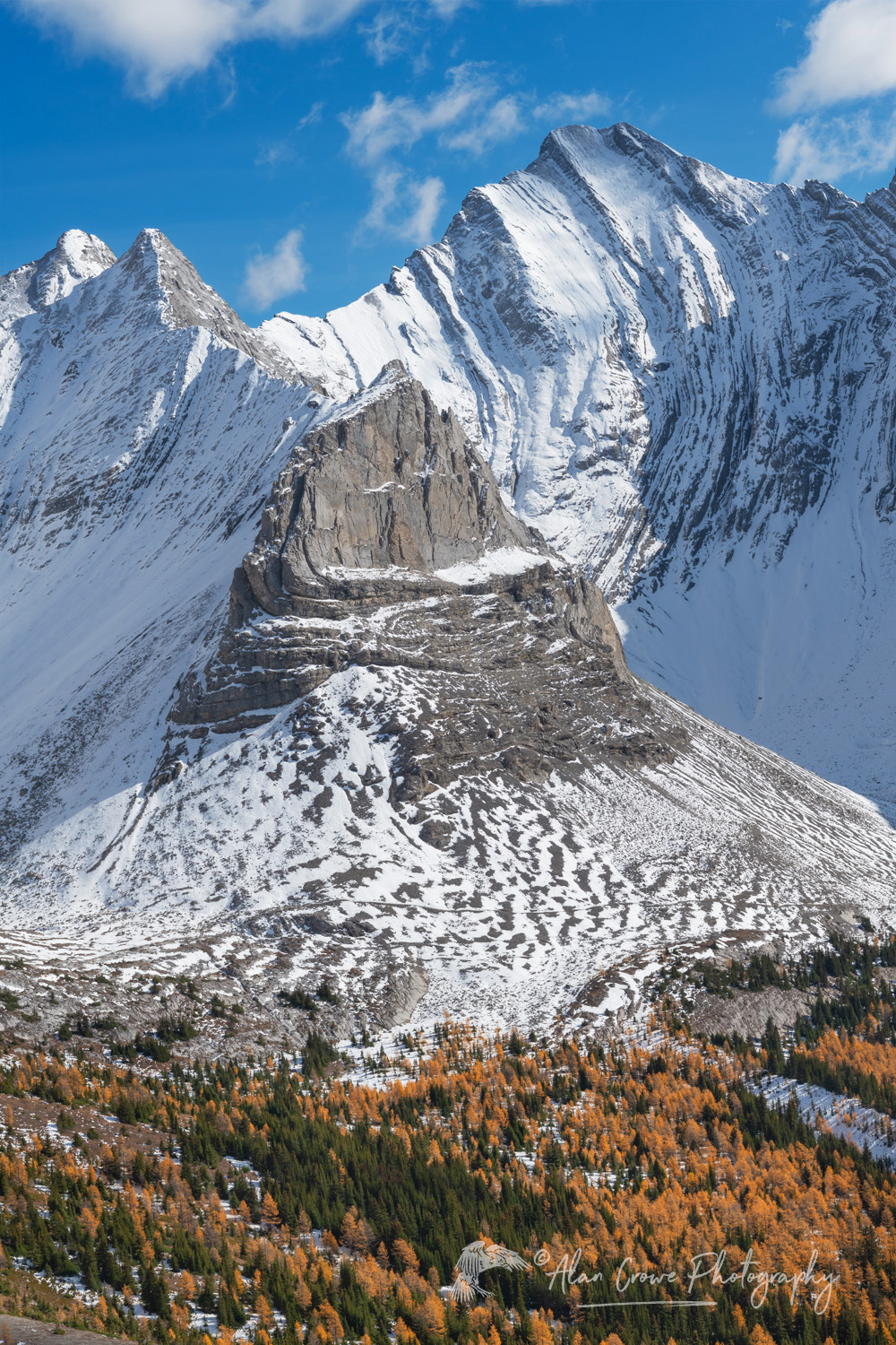 Alpine Larches in golden fall color seen from Arethusa Cirque Trail, Storm Mountain is in the background. Peter Loughheed Provincial Park, Kananaskis Country, Canadian Rockies, Alberta Canada #81582