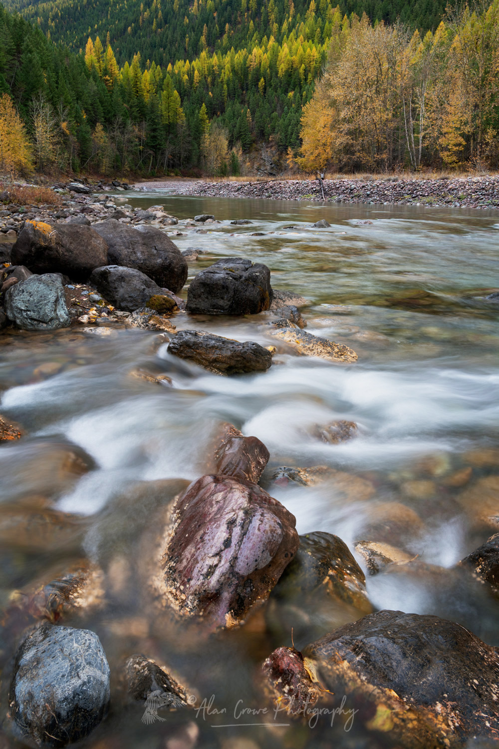 Fall foliage along the Middle Fork Flathead River. Glacier National Park, Montana #87635