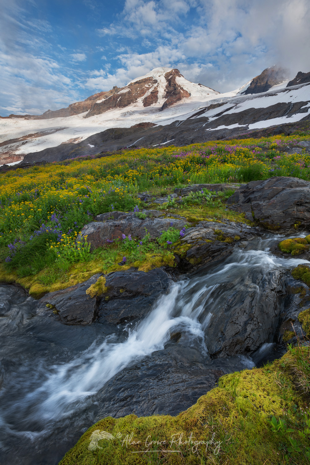 View of Mount Baker and wildflowers on Heliotrope Ridge. Mount Baker Wilderness, North Cascades Washington #86987