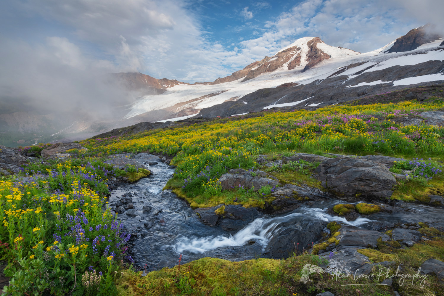 View of Mount Baker and wildflowers on Heliotrope Ridge. Mount Baker Wilderness, North Cascades Washington #86991