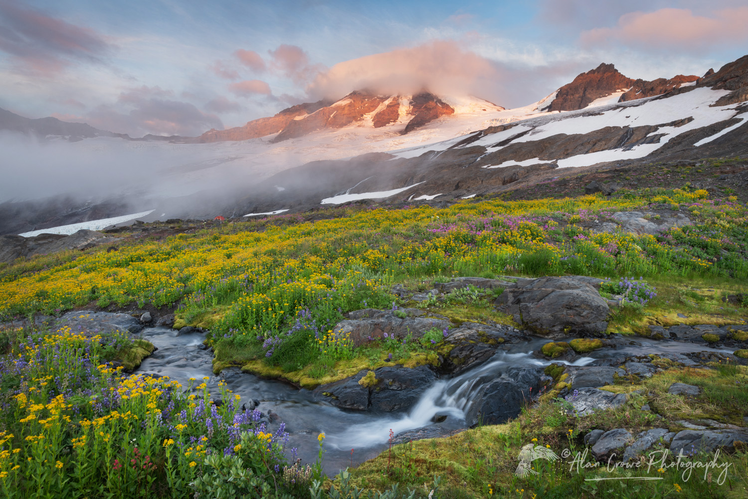 Wildflowers on Heliotrope Ridge, Mount Baker, Coleman, and Roosevelt glaciers are in the distance. Mount Baker Wilderness, North Cascades #87101