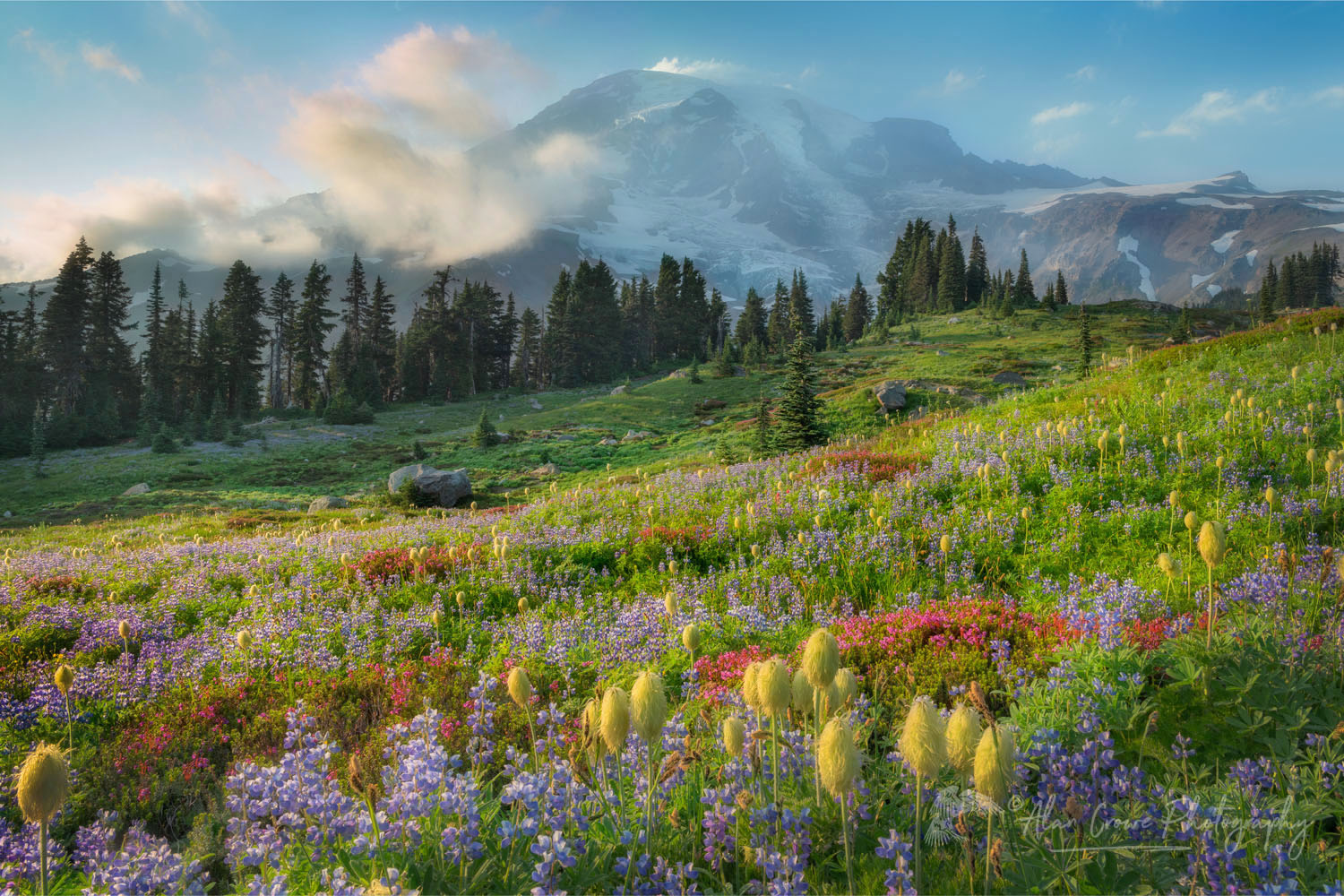 Mount Rainier Paradise wildflower meadows contain a mixture of Western Anemone, Broadleaf Lupines, Pink Mountain Heather, and American Bistort. Mount Rainier National Park, Washington #73270or