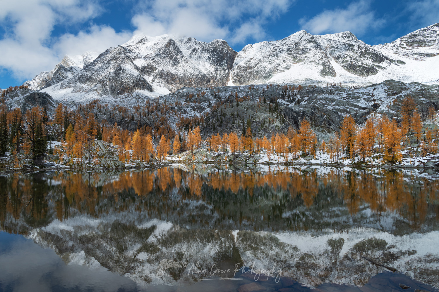 Mount Monica and Alpine Larches (Larix lyallii) reflected in a lake at Monica Meadows. Purcell Mountains, British Columbia, Canada #81331