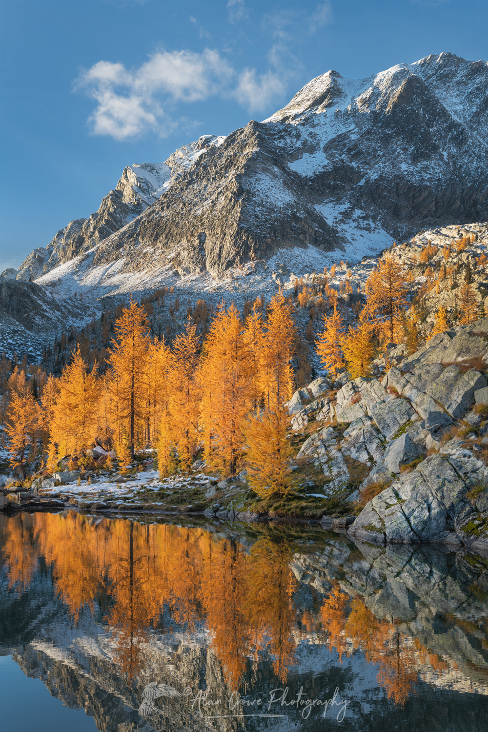 Mount Monica and Alpine Larches (Larix lyallii) reflected in a lake at Monica Meadows. Purcell Mountains, British Columbia, Canada #81405