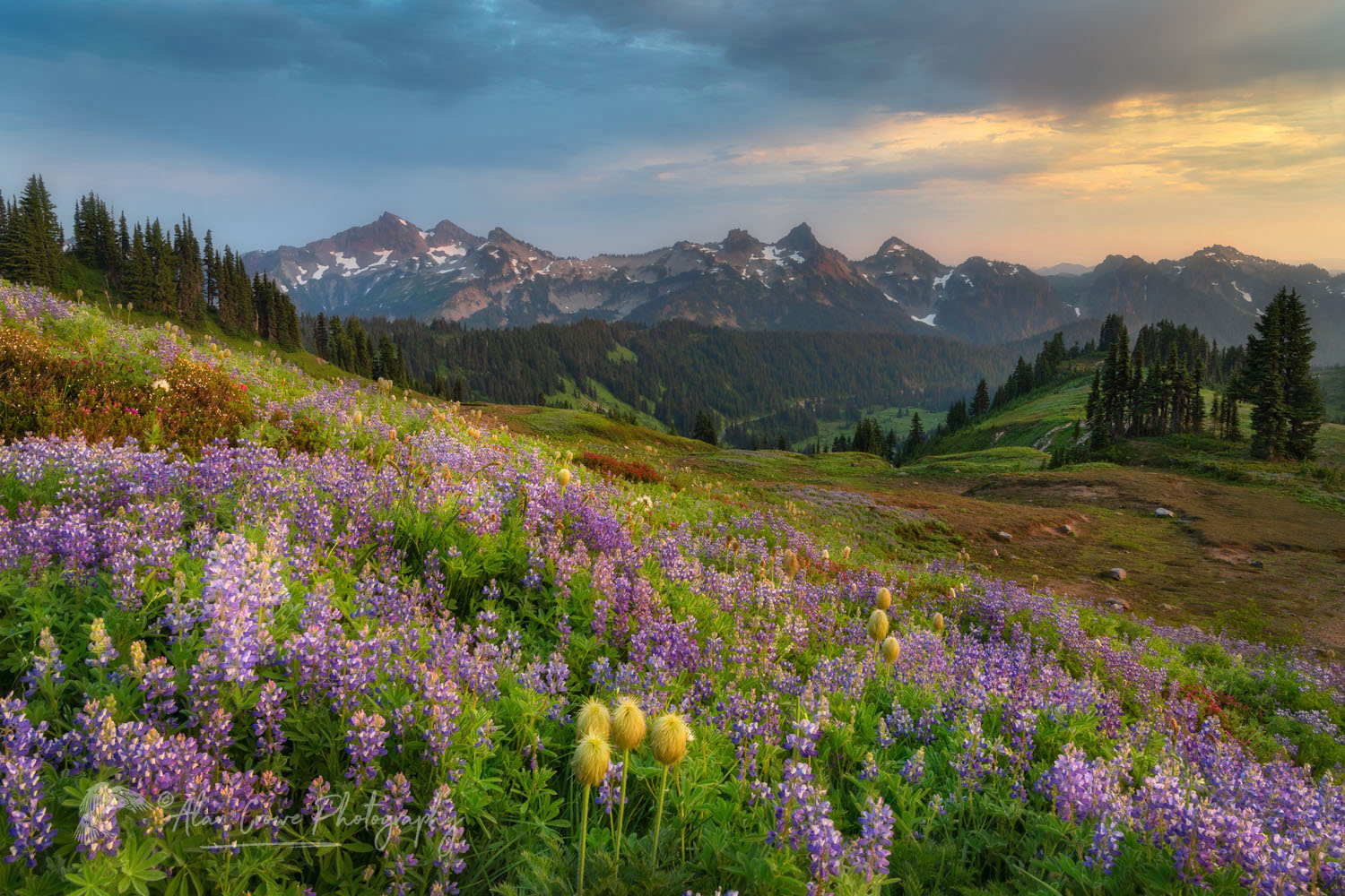 Tatoosh Range with a mixture of Broadleaf Lupines and Western Anemones in the foreground. Mount Rainier National Park, Washington #73159or