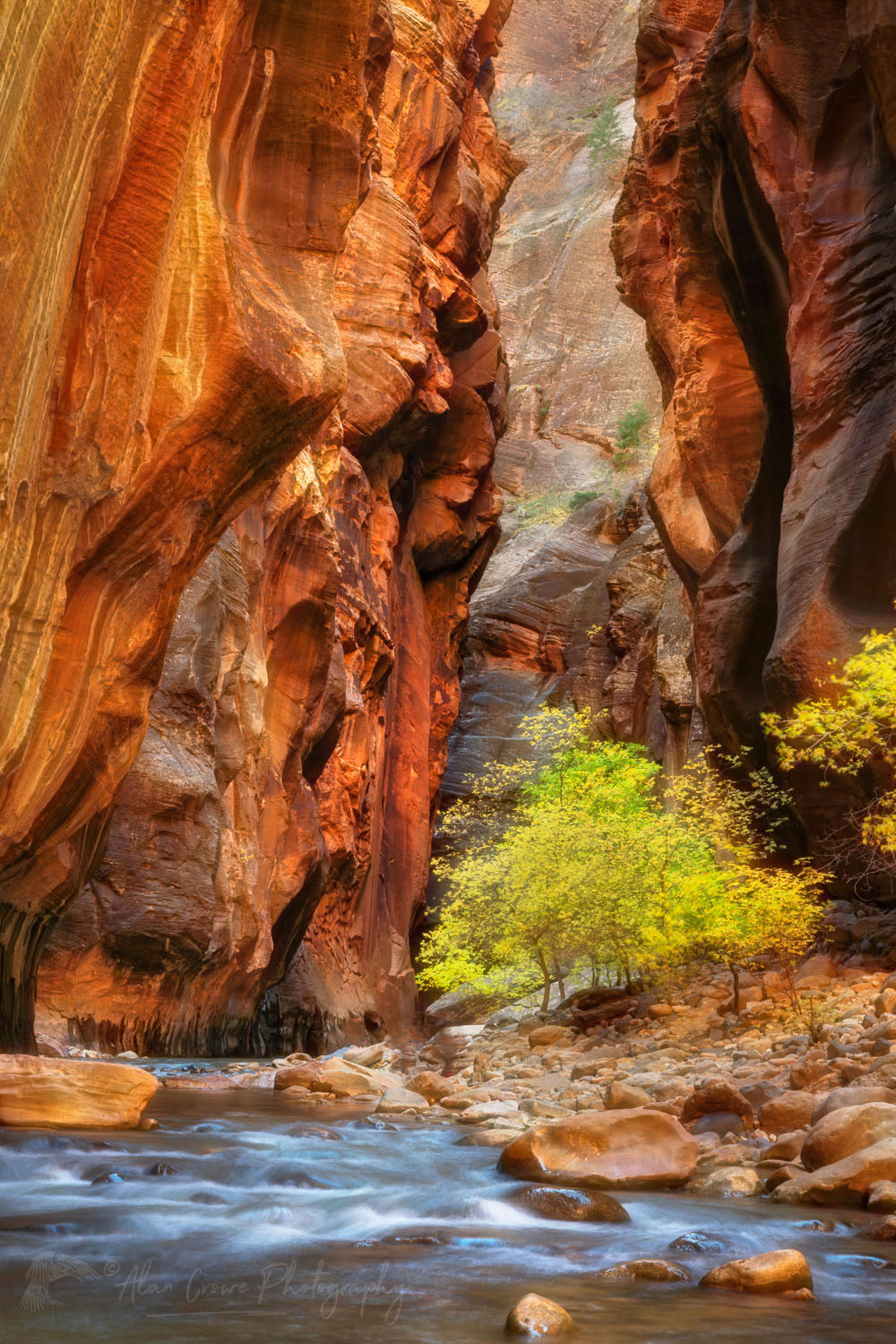 Fall color in Zion Canyon Narrows Zion National Park Utah #76927or